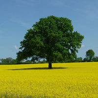 Bild vergrern: einzelner Baum im blhenden Rapsfeld